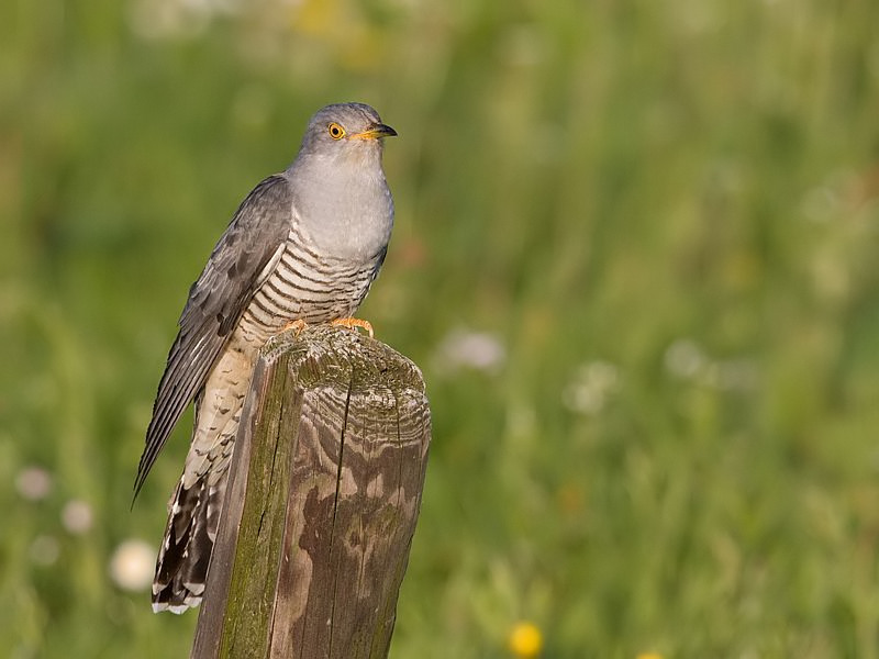 Cuculus canorus Common Cuckoo Koekoek